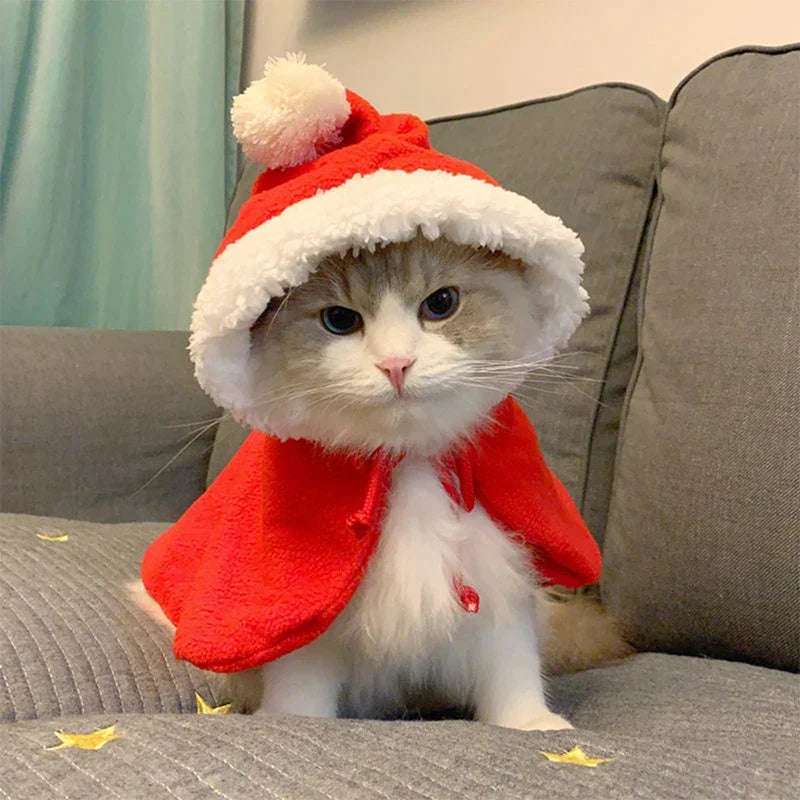DEGUISEMENT CHAT - Déguisement chat de Noël | KittyCap™ - La Chattitude