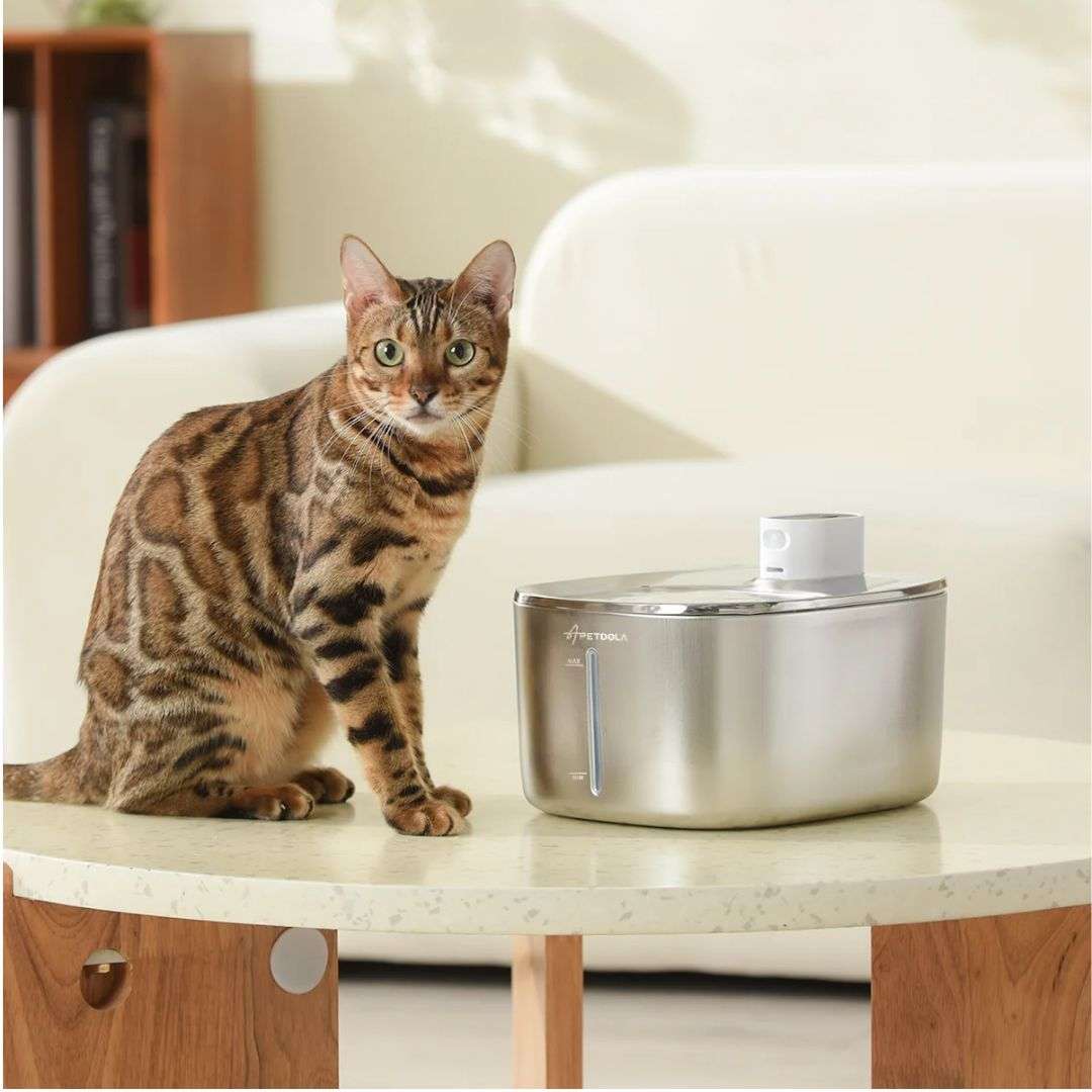 FONTAINE À EAU POUR CHAT | ApetDola™ - La Chattitude