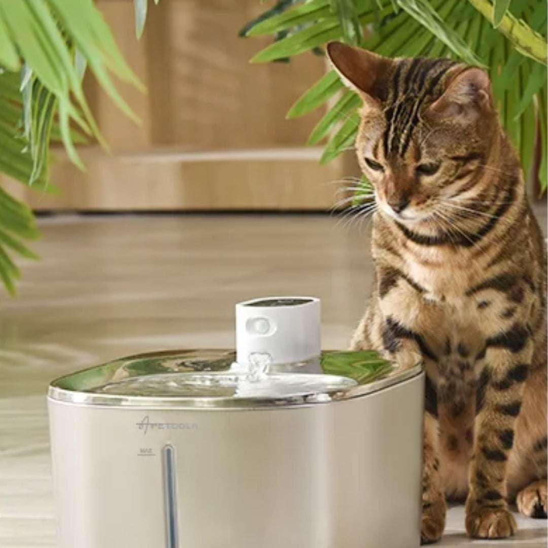 FONTAINE À EAU POUR CHAT | ApetDola™ - La Chattitude