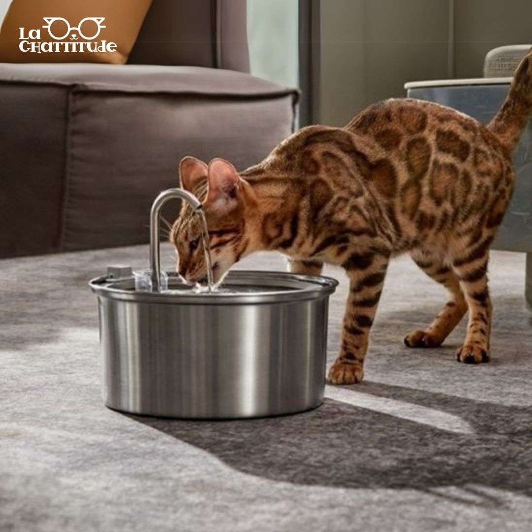 FONTAINE À EAU POUR CHAT | PetWater™ - La Chattitude