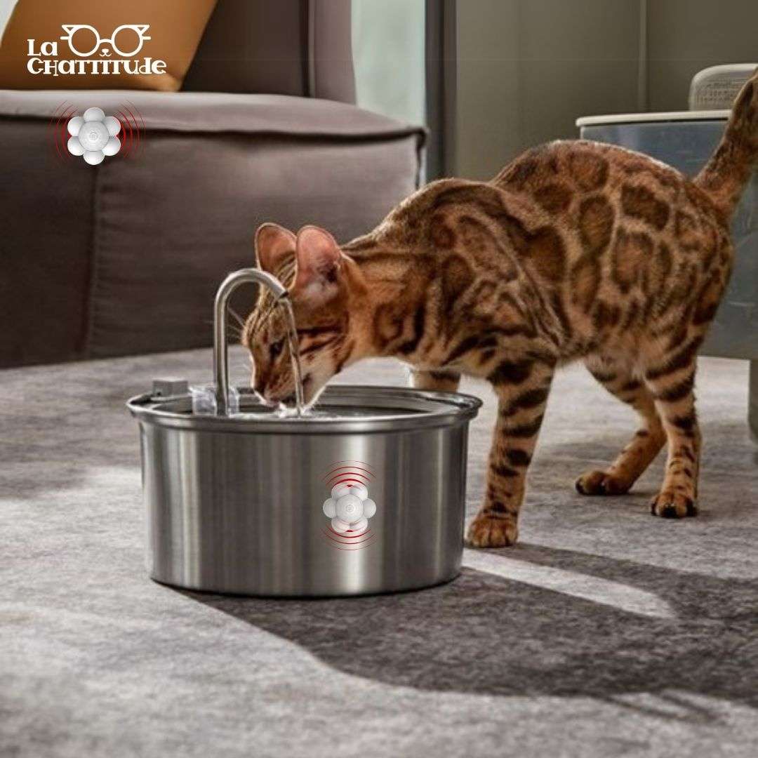 FONTAINE À EAU POUR CHAT | PetWater™ - La Chattitude