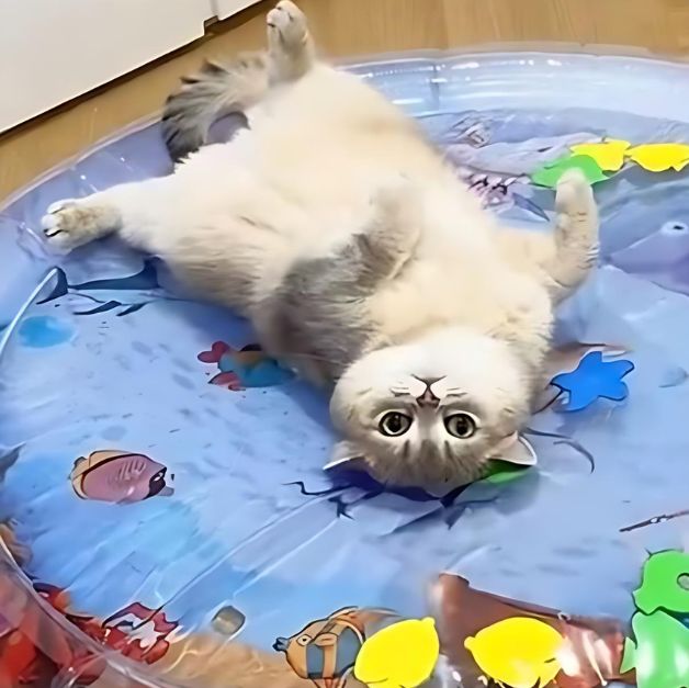 IcyPaws™ | Tapis à eau rafraîchissant pour chats & chiens - La Chattitude