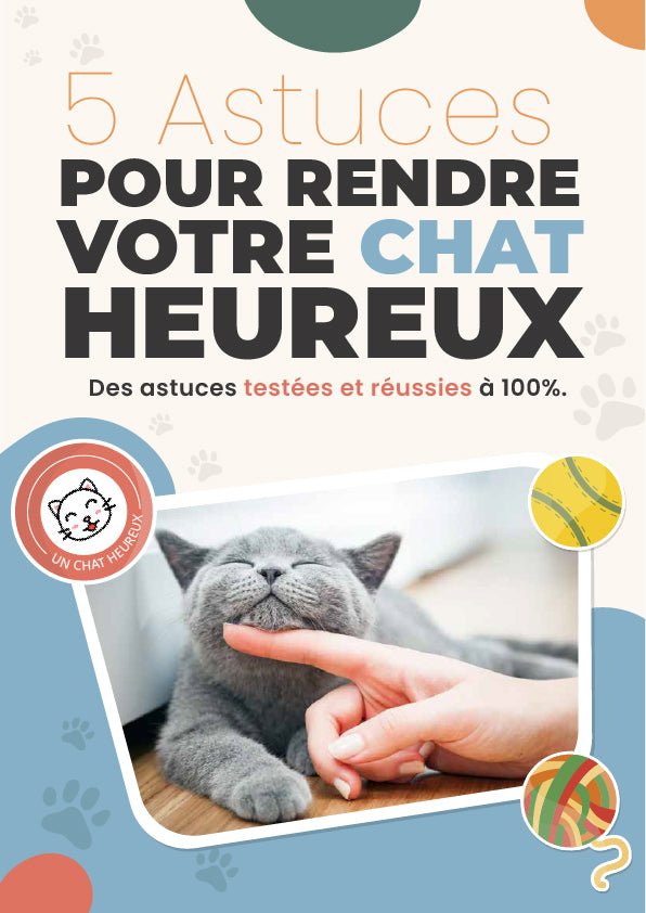 5 Astuces pour rendre votre chat heureux - La Chattitude