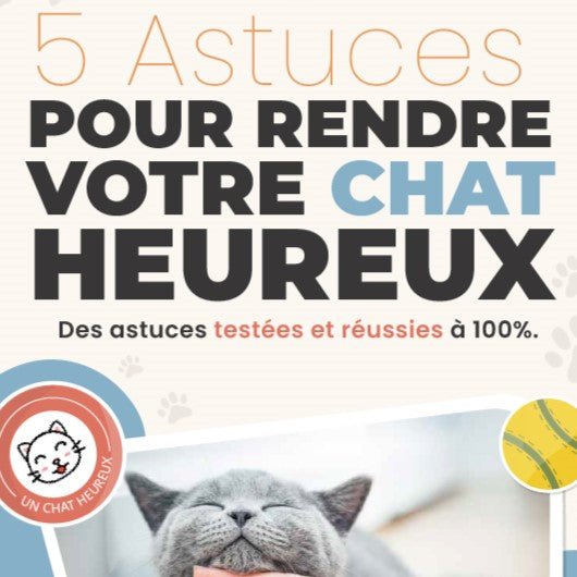 5 Astuces pour rendre votre chat heureux - La Chattitude