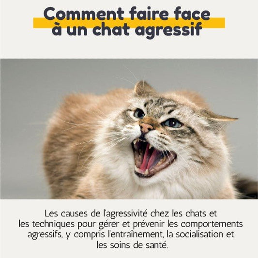 Comment faire face à un chat agressif - La Chattitude