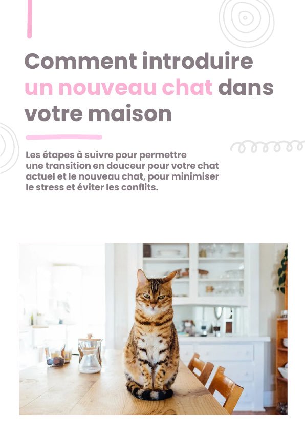 Comment introduire un nouveau chat dans votre maison - La Chattitude