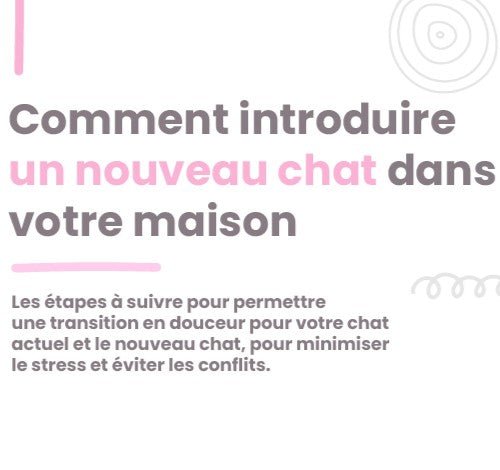 Comment introduire un nouveau chat dans votre maison - La Chattitude