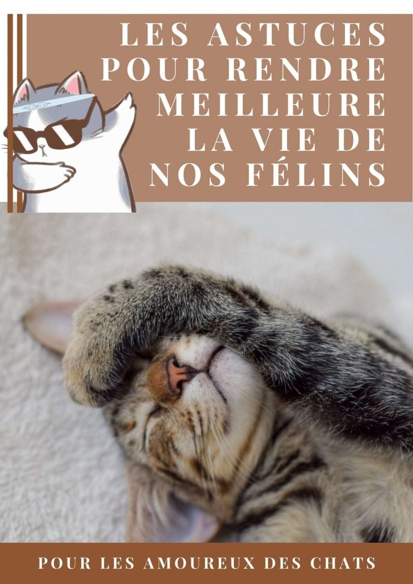Comment rendre meilleure la vie de nos félins - La Chattitude