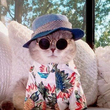 Fashionista™ Lunettes de Soleil Vintage pour Chats Chiens – La