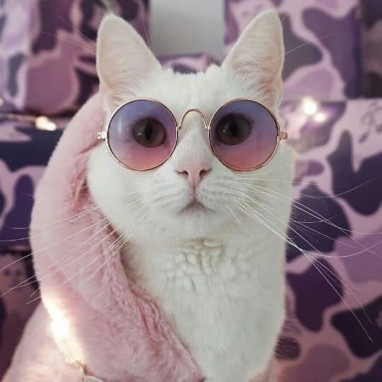 Fashionista Lunettes de Soleil Vintage pour Chats Chiens La Chattitude