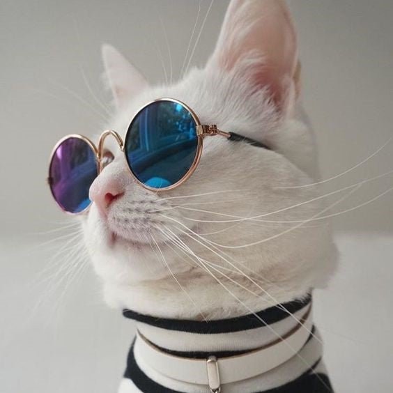 Fashionista™ | Lunettes de Soleil Vintage pour Chats & Chiens - La Chattitude