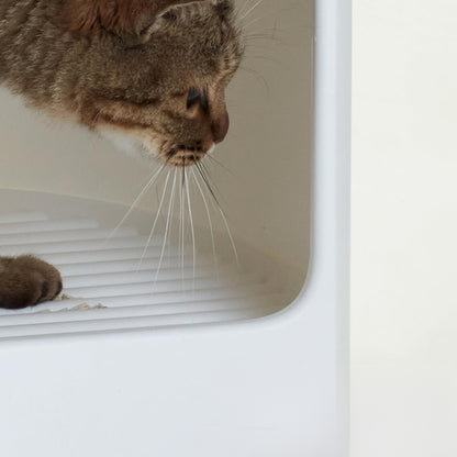 litiere-litiere-chat-pratique-litiere-box