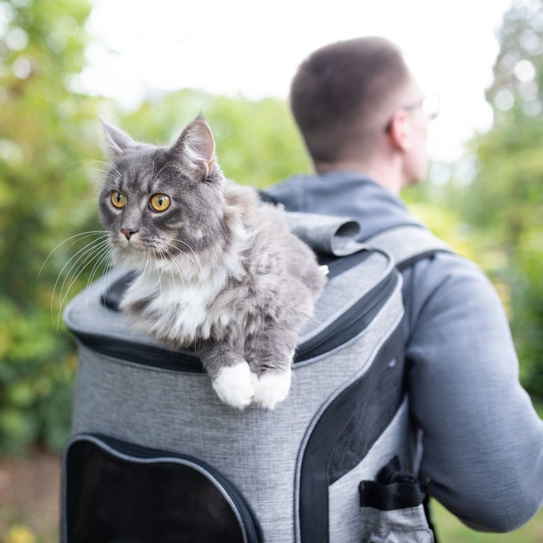 Sac de transport chat extensible fashion