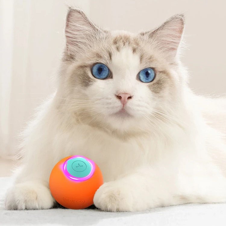 PetBall™ | Jouet interactive pour chats et chiens - La Chattitude